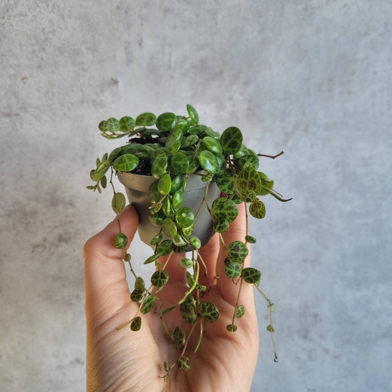 3er Set String of hearts, String of Turtles und String of Pearls, Sukkulente Zimmerpflanzen, Babypflanze, Peperomia, Senecio, Ceropegia Peperomia einzeln