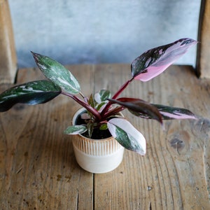 Baby Philodendron 'Pink Princess Marble', Baby Zimmerpflanze, selten, plantjunkie, babypflanze, minipflanze, pinke Blätter, marmoriert Pink Princess marble