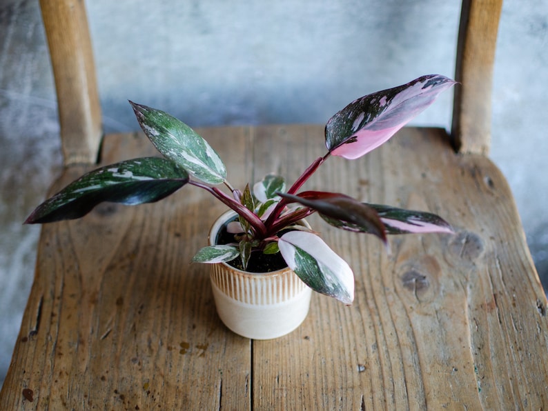 Baby Philodendron 'Pink Princess Marble', Baby Zimmerpflanze, selten, plantjunkie, babypflanze, minipflanze, pinke Blätter, marmoriert Pink Princess marble