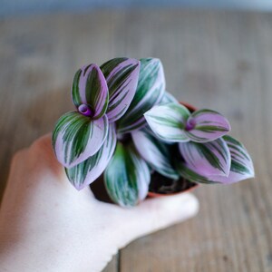 Baby Tradescantia 'Nanouk', Dreimasterblume, pink, rosa, grüne Blätter, 6cm Topf, Zimmerpflanze, Babypflanze, Minipflanze, Raritäten Bild 2