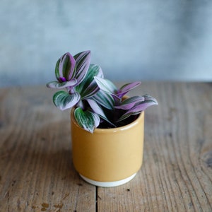 Baby Tradescantia 'Nanouk', Dreimasterblume, pink, rosa, grüne Blätter, 6cm Topf, Zimmerpflanze, Babypflanze, Minipflanze, Raritäten Bild 7