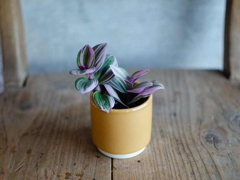 Baby Tradescantia 'Nanouk', Dreimasterblume, pink, rosa, grüne Blätter, 6cm Topf, Zimmerpflanze, Babypflanze, Minipflanze, Raritäten Bild 7