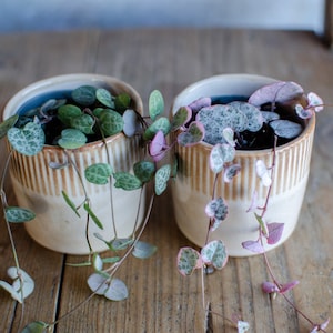 Op de afbeelding: Twee kleine potplanten met hangende ranken. De planten hebben groene bladeren met witte vlekken en roze randen. De potten zijn wit met bruine strepen.