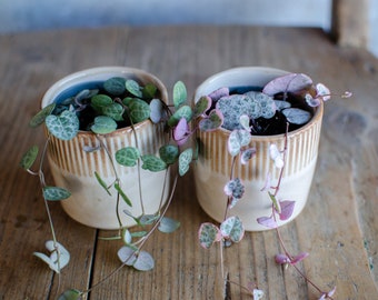 2er Set Baby String of hearts, Ceropegia Woodii normal + Variegata, 6cm,Leuchterblume Sukkulente Zimmerpflanzen, Babypflanzen,minipflanzen