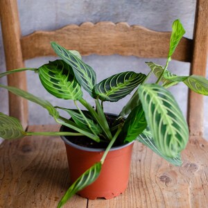 Maranta 'Lemon Lime' 12cm Topf, Zimmerpflanze, hellgrün und dunkelgrüne Blätter, gestreift, bunte Blätter, Raritäten, Pfeilwurz Bild 3