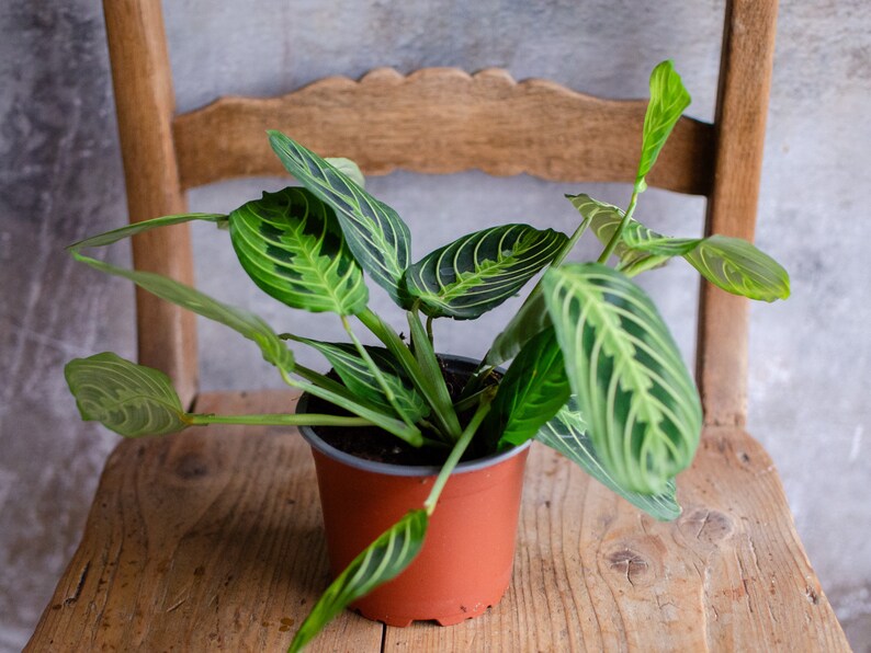 Maranta 'Lemon Lime' 12cm Topf, Zimmerpflanze, hellgrün und dunkelgrüne Blätter, gestreift, bunte Blätter, Raritäten, Pfeilwurz Bild 3