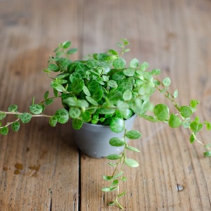 Könnte beinhalten: Eine kleine grüne Pflanze mit runden Blättern, die in einem grauen Topf wächst. Die Pflanze hängt über den Rand des Topfes.