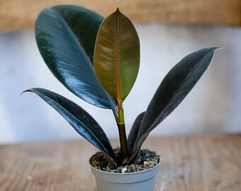 ebay monstera albo Monstera deliciosa albo variegata main image 0
