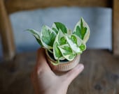 Baby Efeutute 'N'Joy', 6cm Topf, Epipremnum pinnatum, panaschierte Bltter,  wei-grne Bltter, besondere Zimmerpflanzen, Babypflanze - Etsy.de