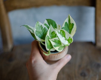 Baby Efeutute 'N'Joy', 6cm Topf, Epipremnum pinnatum, panaschierte Blätter, weiß-grüne Blätter, besondere Zimmerpflanzen, Zimmerpflanze