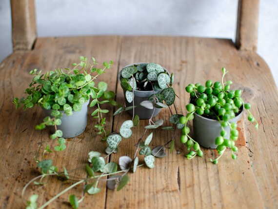Buy Baby Leuchterblume Variegata, Panaschiert, Baby Ceropegia Woodii  Variegata, Zimmerpflanze, String of Hearts, 6cm Topf, Weie Bltter Online  in India - Etsy