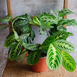 Maranta 'Lemon Lime' 12cm Topf, Zimmerpflanze, hellgrün und dunkelgrüne Blätter, gestreift, bunte Blätter, Raritäten, Pfeilwurz Bild 8