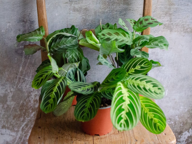 Maranta 'Lemon Lime' 12cm Topf, Zimmerpflanze, hellgrün und dunkelgrüne Blätter, gestreift, bunte Blätter, Raritäten, Pfeilwurz Bild 8