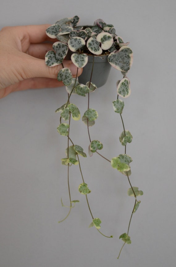 Buy Baby Leuchterblume Variegata, Panaschiert, Baby Ceropegia Woodii  Variegata, Zimmerpflanze, String of Hearts, 6cm Topf, Weie Bltter Online  in India - Etsy