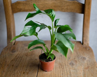 Baby Monstera Minima, rhaphidophora tetrasperma, Trendpflanze, Zimmerpflanzen, Babypflanzen, 6cm Topf
