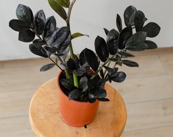 Zamioculcas Zamiifolia 'raven', Glcksfeder, 14cm Topf, Schwarze Bltter,  Zimmerpflanzen, Pflegeleicht, Besonderes Laub, Black, Urbanjungle - Etsy  Canada