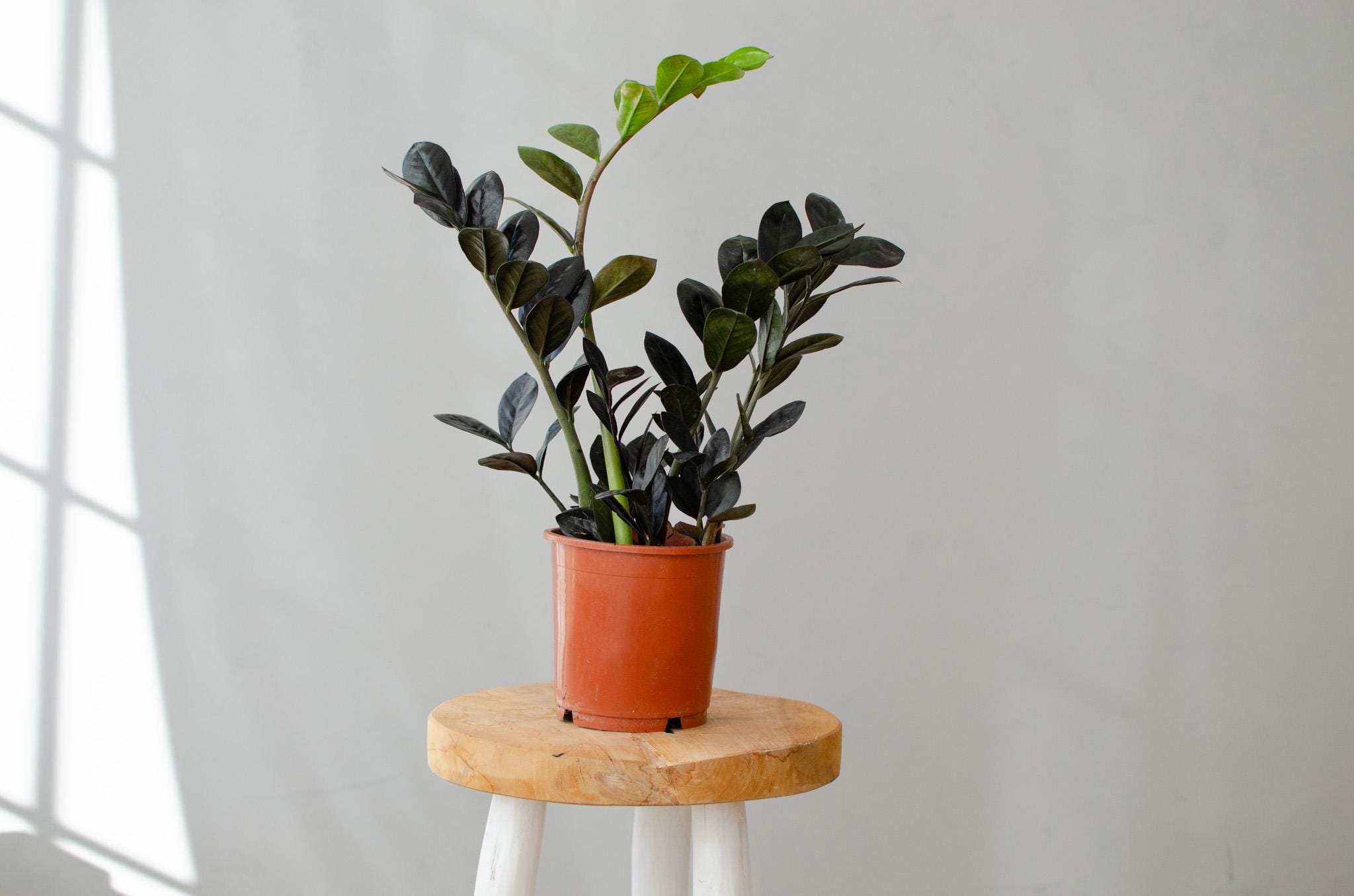 Zamioculcas Zamiifolia 'raven', Glcksfeder, 14cm Topf, Schwarze Bltter,  Zimmerpflanzen, Pflegeleicht, Besonderes Laub, Black, Urbanjungle - Etsy  Canada