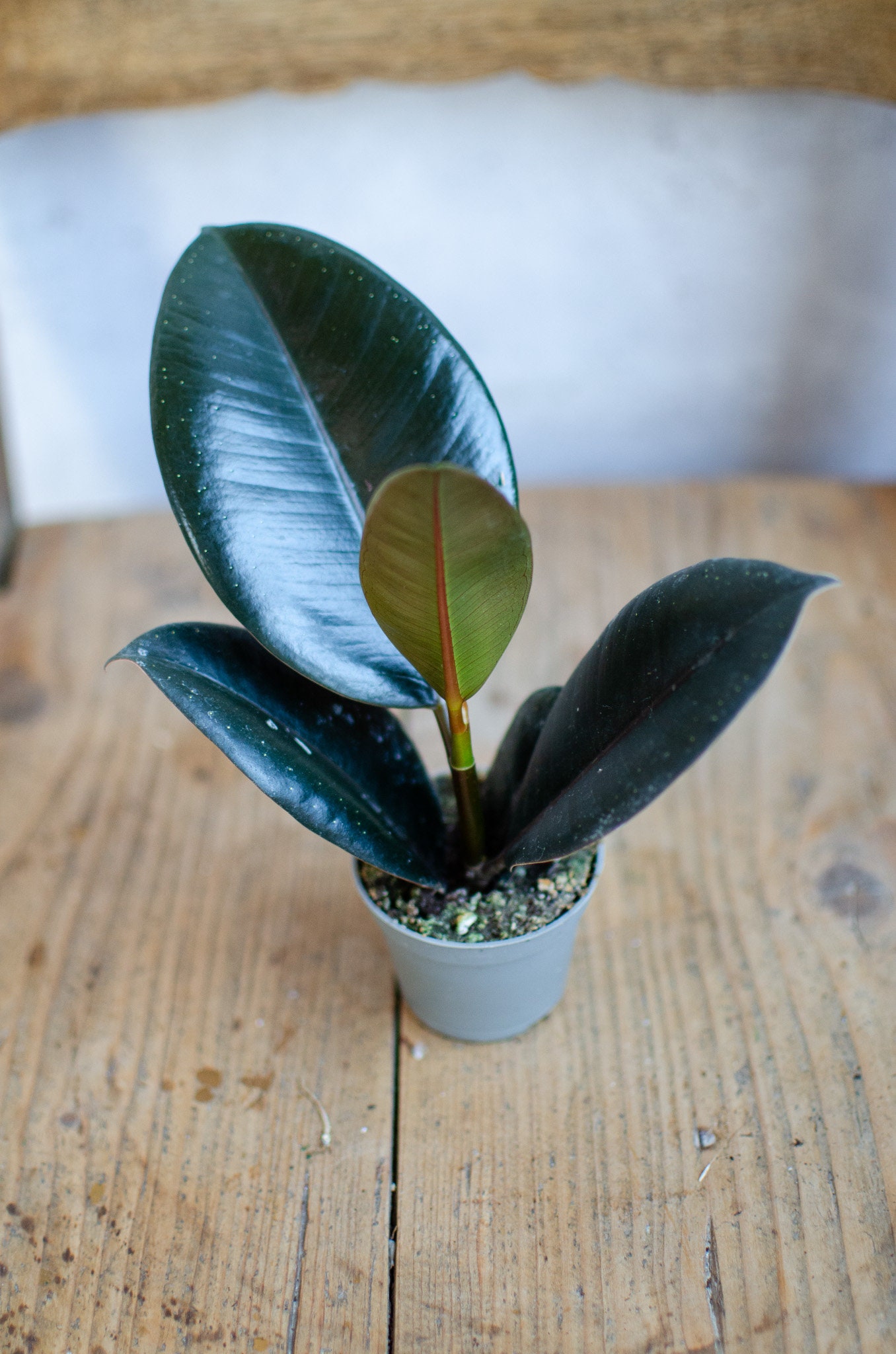 Baby Ficus elastica 'Robusta', Gummibaum, Zimmerpflanze, urban jungle, Mini  Pflanze, plantjunkie, 6cm Topf - Etsy.de