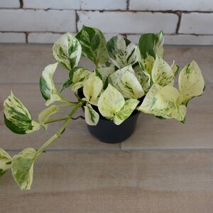 Epipremnum Pinnatum ‚Happy Leaf‘ — Panaschierte Efeutute, 12 Cm Topf, Pflegeleichte Luftreinigungs-Zimmerpflanze