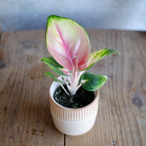 3er Set Baby Aglaonema 'White Joy', 'Red Valentine' und 'Red Dragon