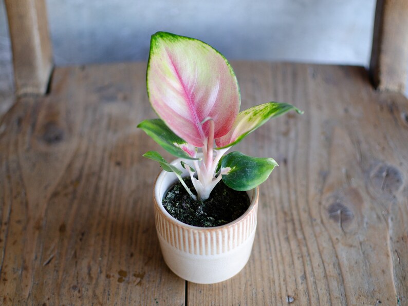 3er Set Baby Aglaonema 'White Joy', 'Red Valentine' und 'Red Dragon' 6cm Topf, Zimmerpflanzen, Babypflanzen, Kolbenfaden, urbanjungle 'Red Dragon'