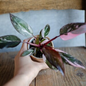 Baby Philodendron 'Pink Princess Marble', Baby Zimmerpflanze, selten, plantjunkie, babypflanze, minipflanze, pinke Blätter, marmoriert Bild 5