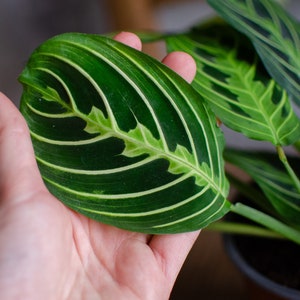 Maranta 'Lemon Lime' 12cm Topf, Zimmerpflanze, hellgrün und dunkelgrüne Blätter, gestreift, bunte Blätter, Raritäten, Pfeilwurz Bild 4