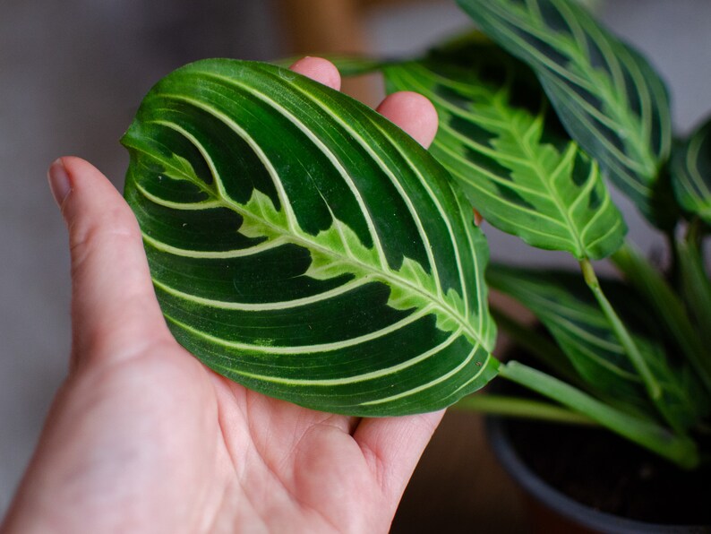 Maranta 'Lemon Lime' 12cm Topf, Zimmerpflanze, hellgrün und dunkelgrüne Blätter, gestreift, bunte Blätter, Raritäten, Pfeilwurz Bild 4