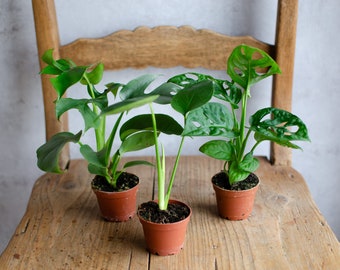 3er Set Baby Monstera deliciosa, Monstera Adansonii und Monstera Minima (rhaphidophora tetrasperma), Zimmerpflanzen, Babypflanzen