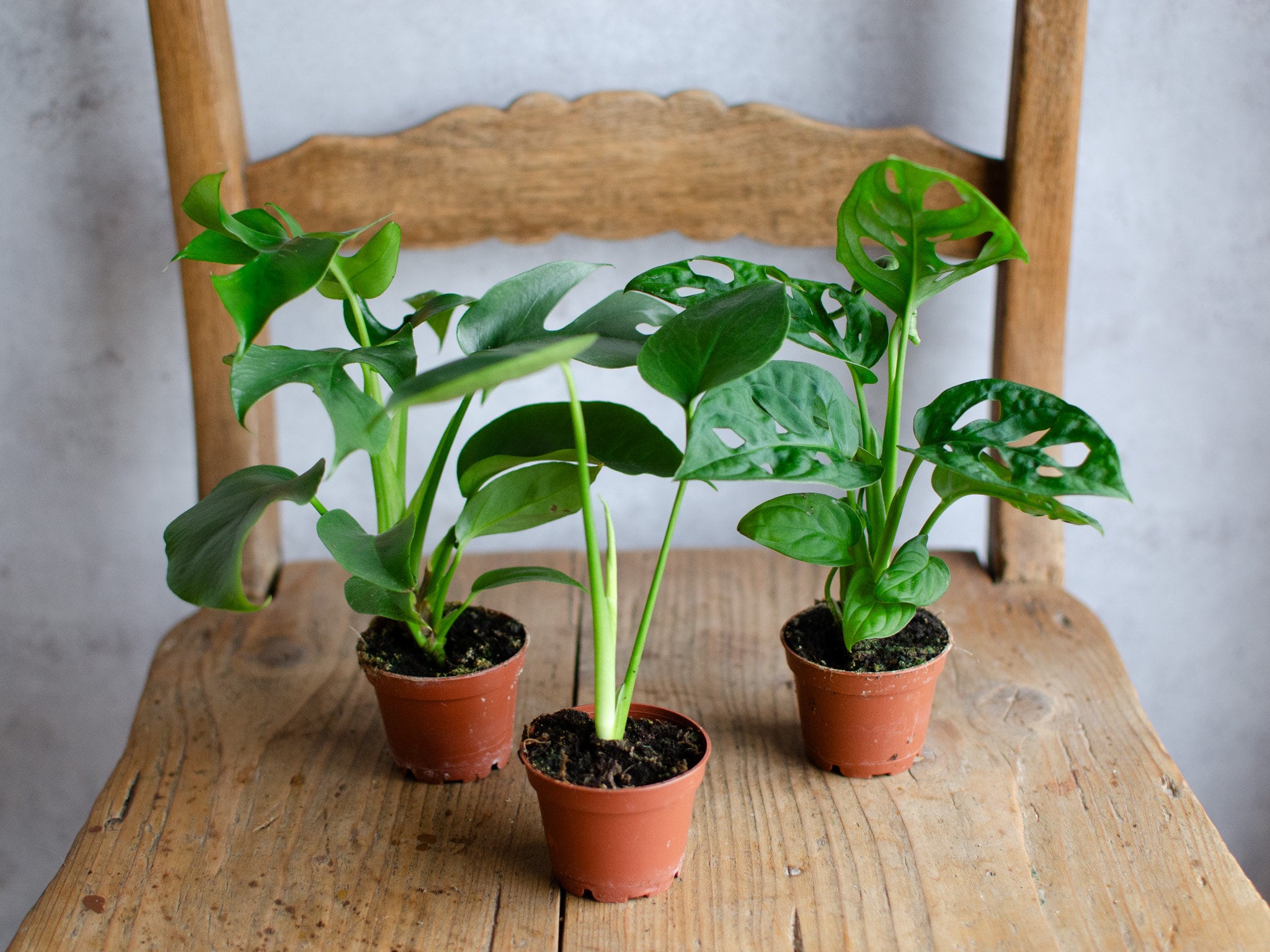 philodendron pilea Philodendron billietiae main image 1