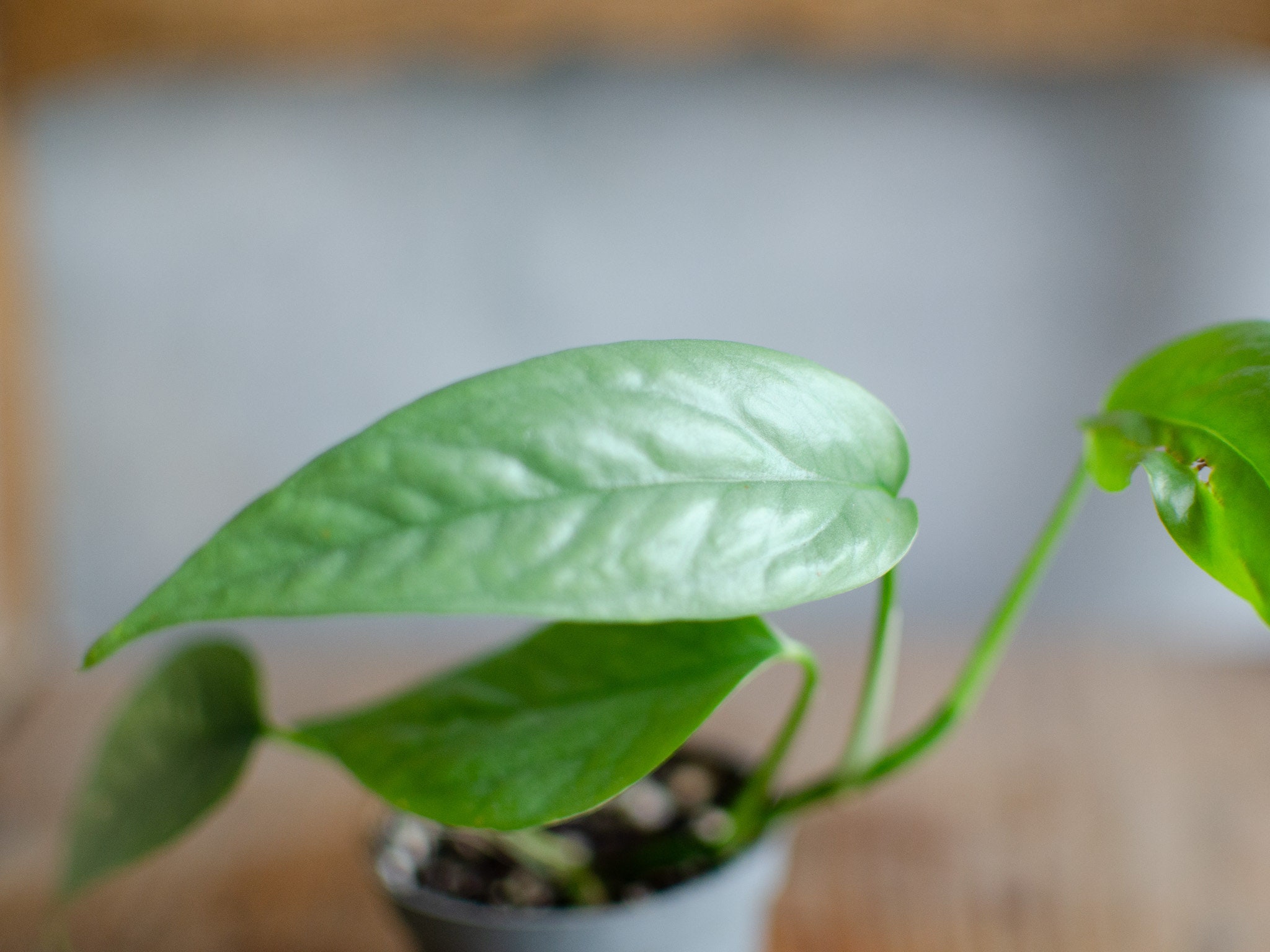 Baby Efeutute 'Cebu Blue', Epipremnum pinnatum, geschlitze Bltter, graue,  silbrige Bltter, besondere Zimmerpflanze,Pflanzenraritt, selten - Etsy  sterreich