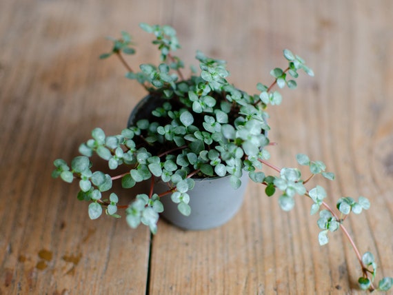 Buy Baby Pilea Glauca 'greyzy' Im 6cm Topf, Zimmerpflanze, Babypflanze,  Urbanjungle, Graue Bltter, Pflanzenraritten, Hngepflanze, Rankpflanze  Online in India - Etsy