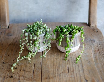 2-er Set Baby Erbsenpflanze Variegata + normale, senecio rowleyanus  variegata, Zimmerpflanze, String of pearls, panaschiert, 6cm Topf - Etsy  sterreich