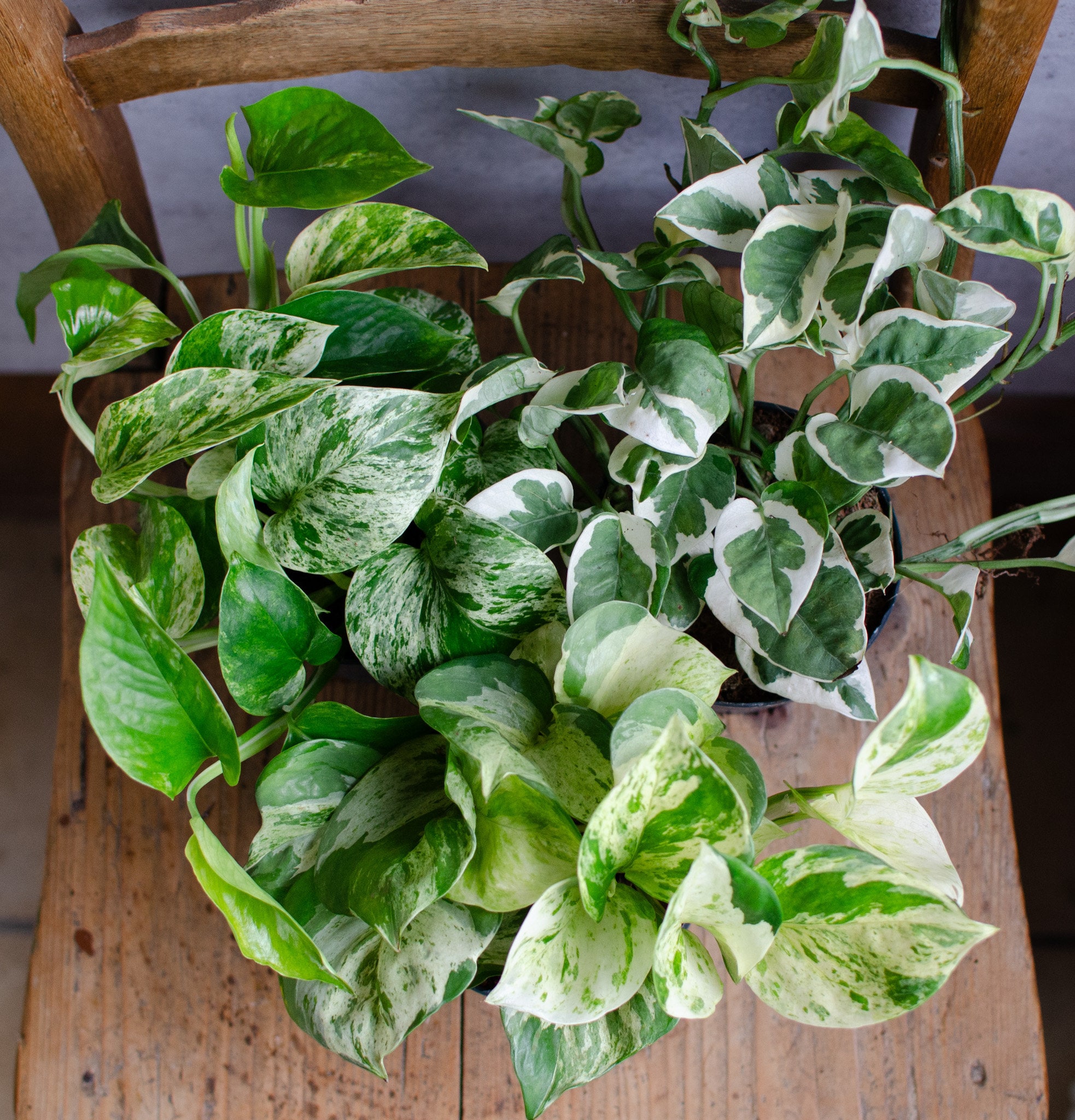 3-er Set variegierte Efeututen 'Marble Queen', 'N'Joy' und 'Manjula,  Epipremnum pinnatum,wei-grnes Laub, urbanjungle,seltene Zimmerpflanze -  Etsy.de