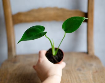 Baby Monstera deliciosa, Köstliches Fensterblatt, Trendpflanze, Zimmerpflanzen, Babypflanzen, 6cm Topf