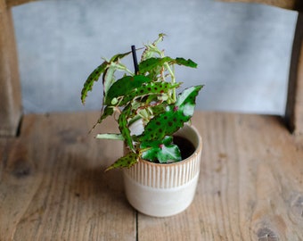 Baby Begonie, Begonia Amphioxus, Butterfly Begonie, Zimmerpflanze, Babypflanzen, Minipflanzen, Urbanjungle, Punkte, seltene Pflanzen