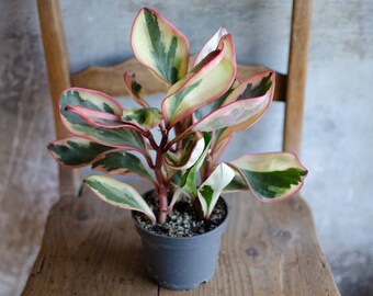 Peperomia 'Jelly', pink, grün, weiße Blätter, panaschiert, besondere Zimmerpflanze, Raritäten, urban jungle, plantjunkie, 12 cm Topf