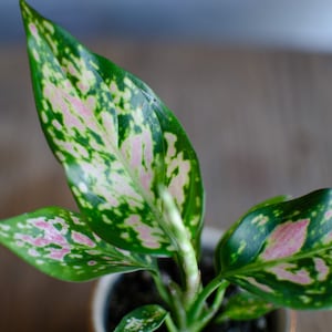 3er Set Baby Aglaonema 'White Joy', 'Red Valentine' und 'Red Dragon