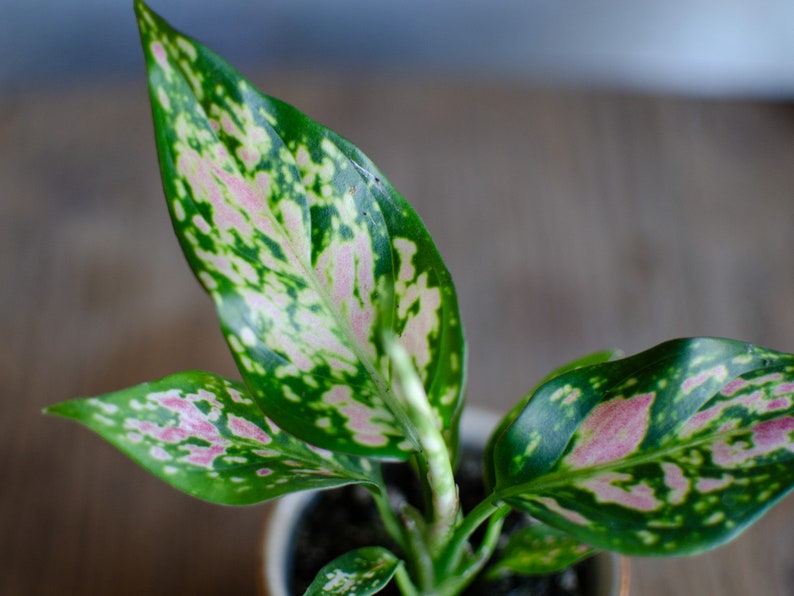 3er Set Baby Aglaonema 'White Joy', 'Red Valentine' und 'Red Dragon' 6cm Topf, Zimmerpflanzen, Babypflanzen, Kolbenfaden, urbanjungle Bild 7