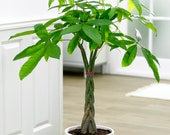 Money Tree Live Plant Potted Lucky Plant Money Plant Pachira Aquatica Houseplant Green Foliage