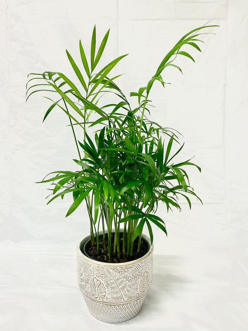 Parlor Palm Live Plant Palm Tree Potted Chamaedorea Etsy