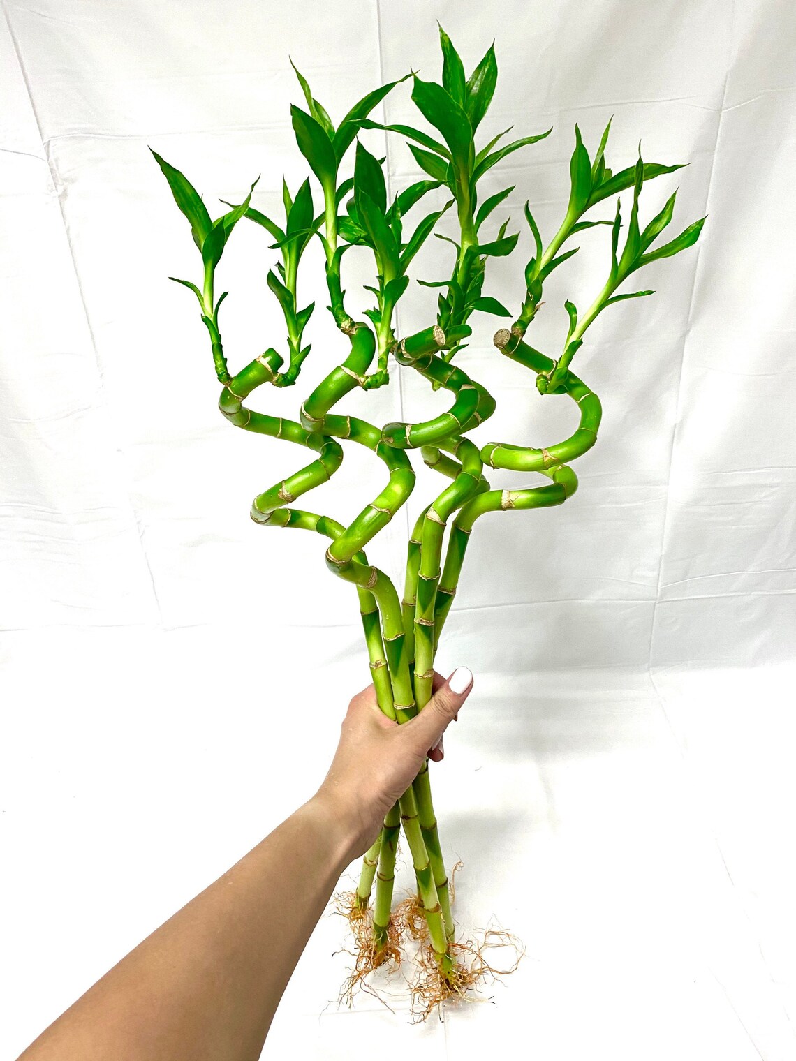 Curly Bamboo 18 Inches Spiral Bamboo Lucky Bamboo Etsy