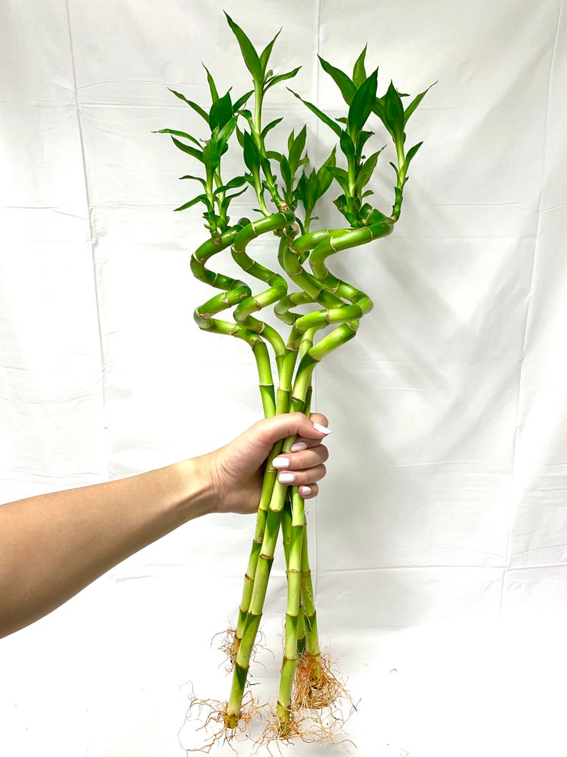 Curly Bamboo 18 Inches Spiral Bamboo Lucky Bamboo Etsy