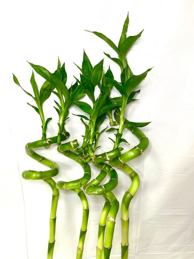 Curly Bamboo 18 Inches Spiral Bamboo Lucky Bamboo Etsy