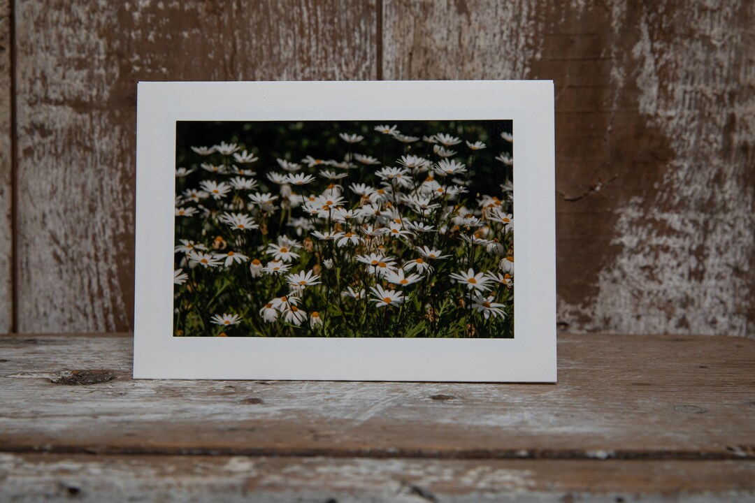 Lots of Daisies Photo Greeting Card - Etsy UK