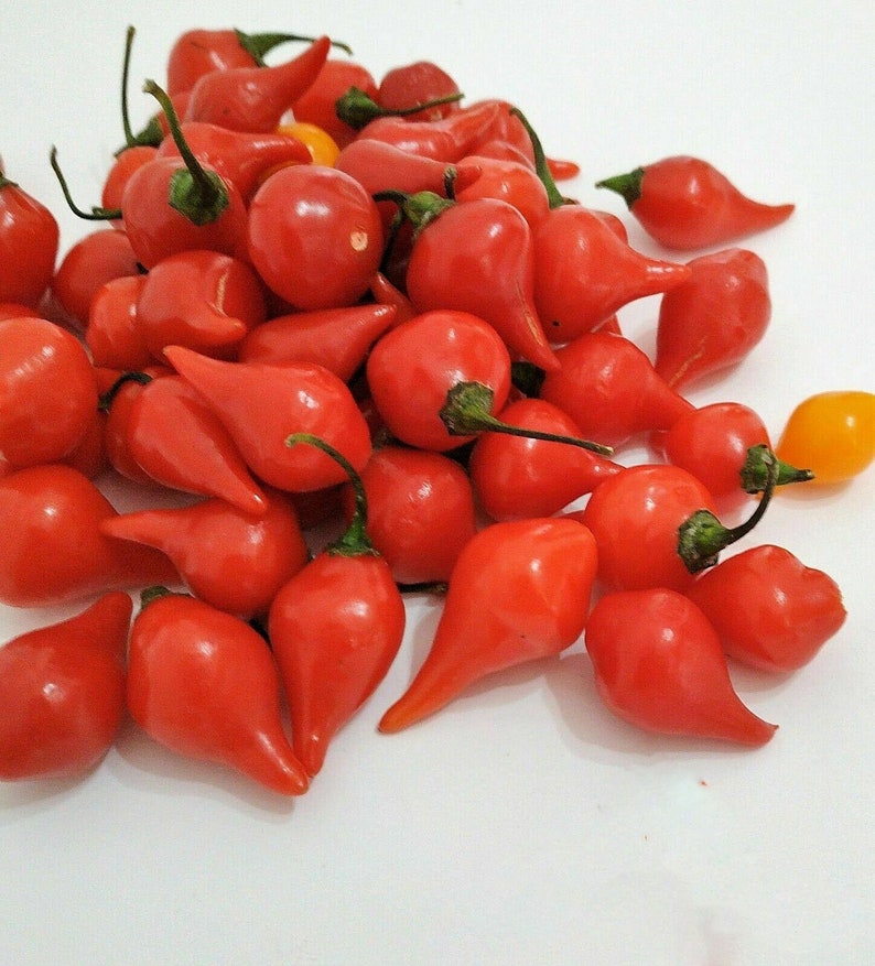 20 Sweety Drops Chili Peppers Seeds Pepper Seeds Tear Red Drop Etsy