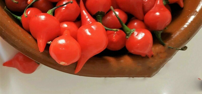20 Sweety Drops Chili Peppers Seeds Pepper Seeds Tear Red Drop | Etsy