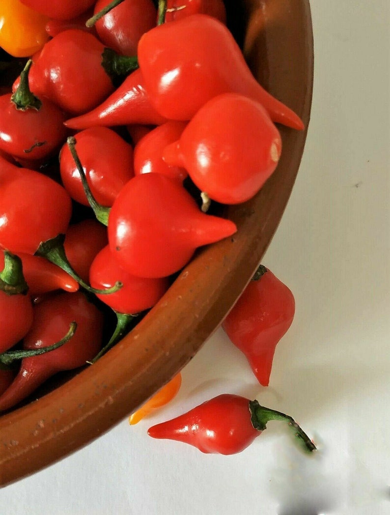20 Sweety Drops Chili Peppers Seeds Pepper Seeds Tear Red Drop Etsy