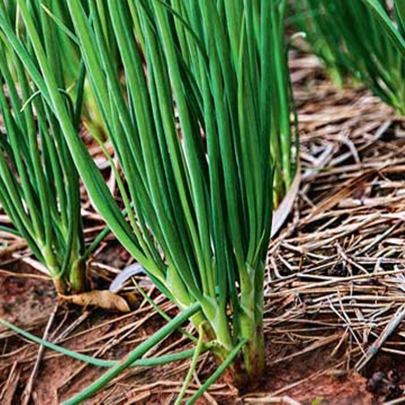 Shallot Onions Heirloom Vegetable Seeds Etsy