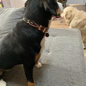 Peut inclure: Un chien noir et blanc avec un collier marron et &agrave; motifs est assis sur un canap&eacute; gris. Un deuxi&egrave;me chien golden retriever est &agrave; l'arri&egrave;re-plan. Le collier a une base en cuir marron avec un motif tiss&eacute; color&eacute; et une petite &eacute;tiquette ronde.